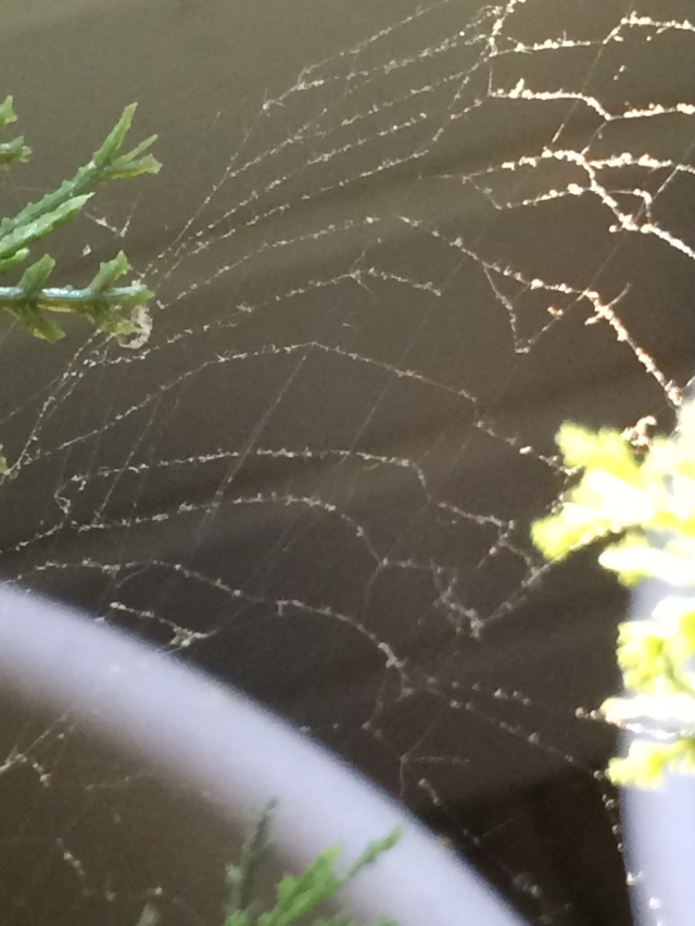 spider web between fake trees