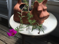 scottish terrier planter