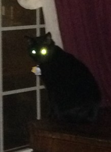 cat eyes in photo flash