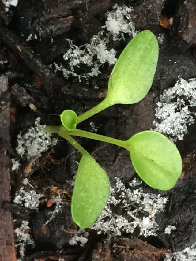 pansies starting to grow