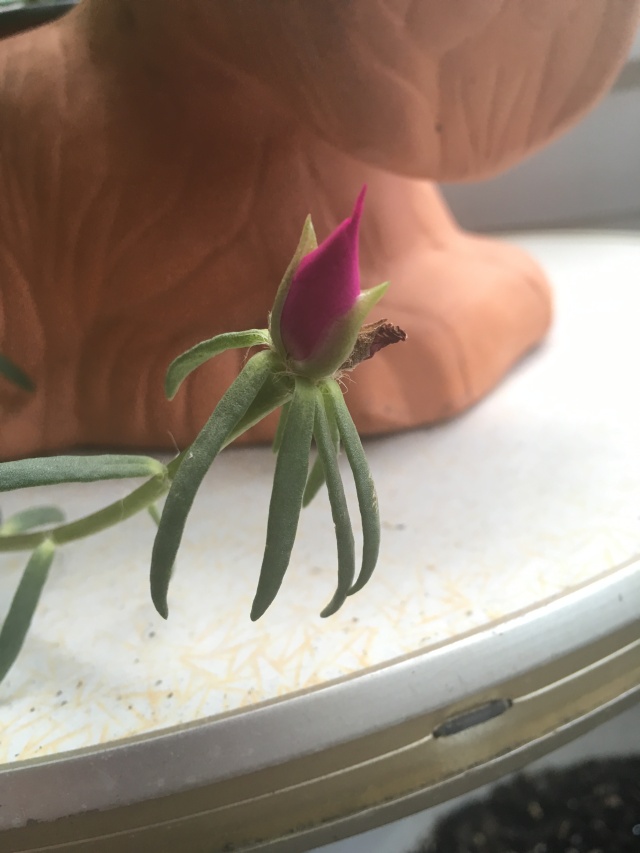 purslane flower bud