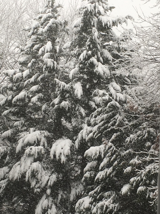 snow-covered fir trees
