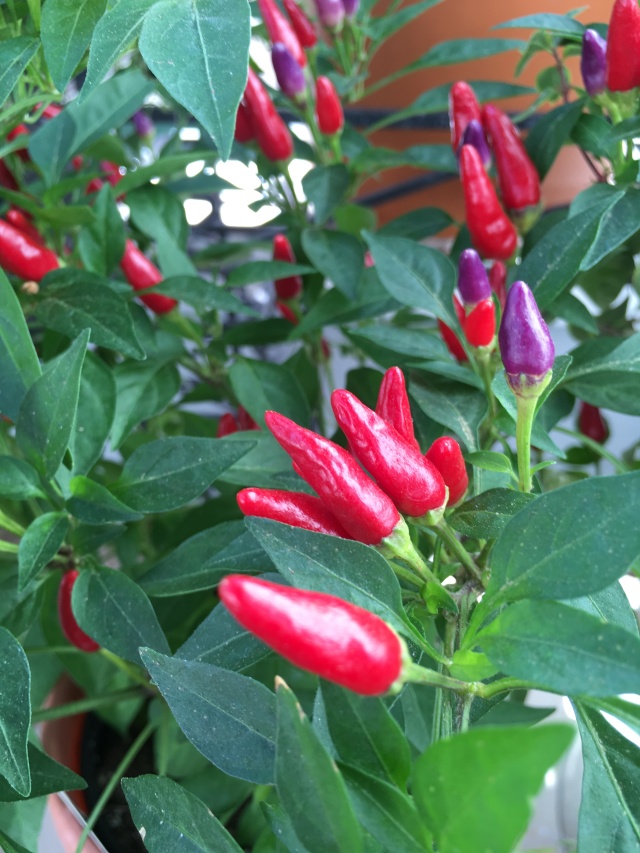 Red and purple pepper plant